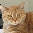 Poor Rosalia Her human has been hospitalized and when they get out they will no longer be able to