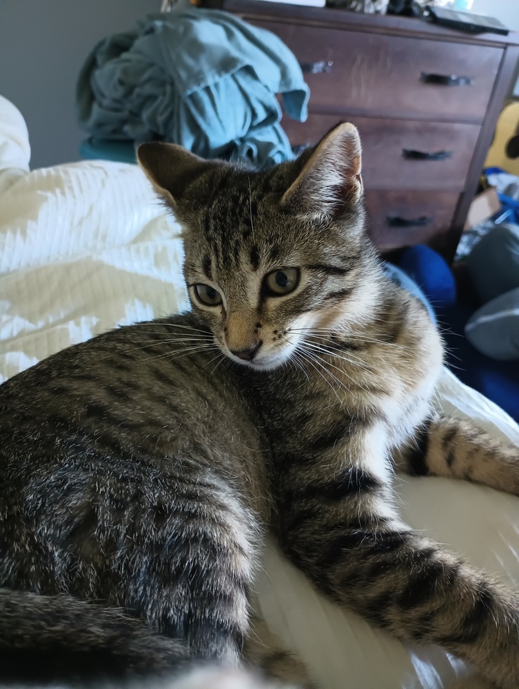 Alastor, an adoptable Domestic Short Hair in Lebanon, OR, 97355 | Photo Image 1