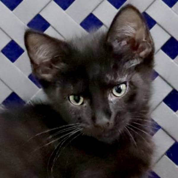 Angel, an adoptable Domestic Short Hair in Fort Davis, TX, 79734 | Photo Image 1