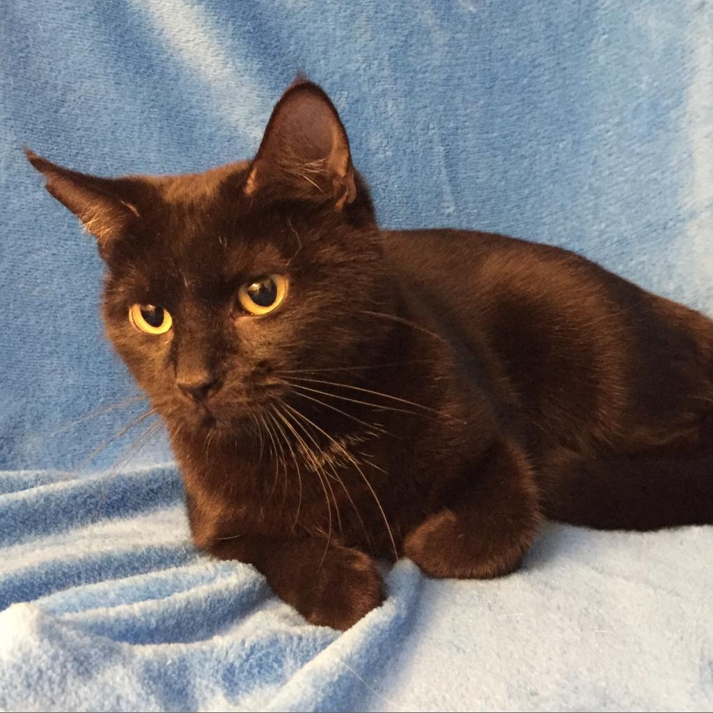 Sable Hyattsville