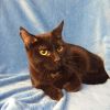 Sable Hyattsville photo 4