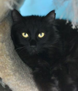 Lorna came to Good Mews from Clayton County AC for a better chance at adoption She is a shy and