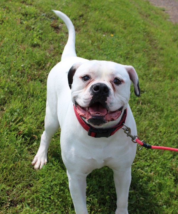 Mac, an adoptable American Bulldog in Duluth, MN, 55802 | Photo Image 1