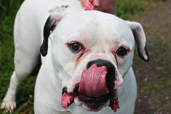 Mac, an adoptable American Bulldog in Duluth, MN, 55802 | Photo Image 2