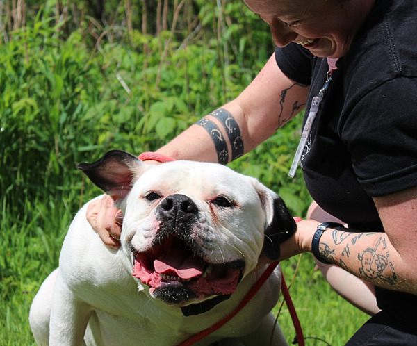 Mac, an adoptable American Bulldog in Duluth, MN, 55802 | Photo Image 3