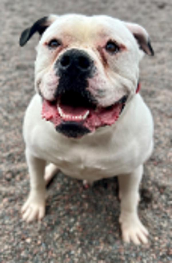 Mac, an adoptable American Bulldog in Duluth, MN, 55802 | Photo Image 4