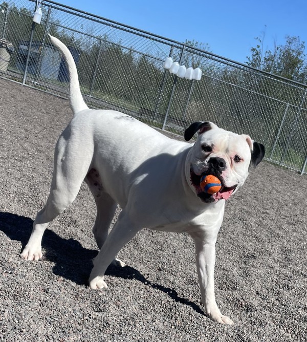 Mac, an adoptable American Bulldog in Duluth, MN, 55802 | Photo Image 5