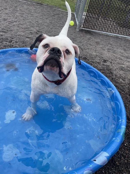 Mac, an adoptable American Bulldog in Duluth, MN, 55802 | Photo Image 6