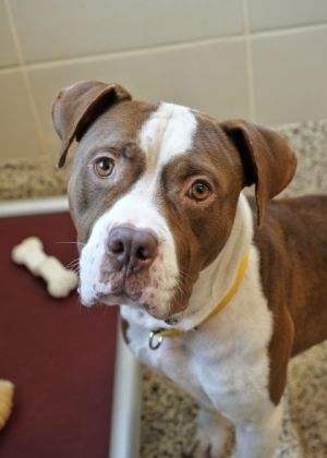 Meet Ranch a two and half year-old fun pit mix with a heart full of joy and a love for