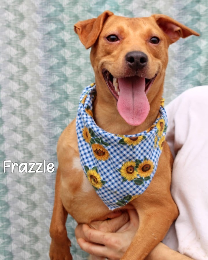 Frazzle, an adoptable Hound in Gautier, MS, 39553 | Photo Image 1