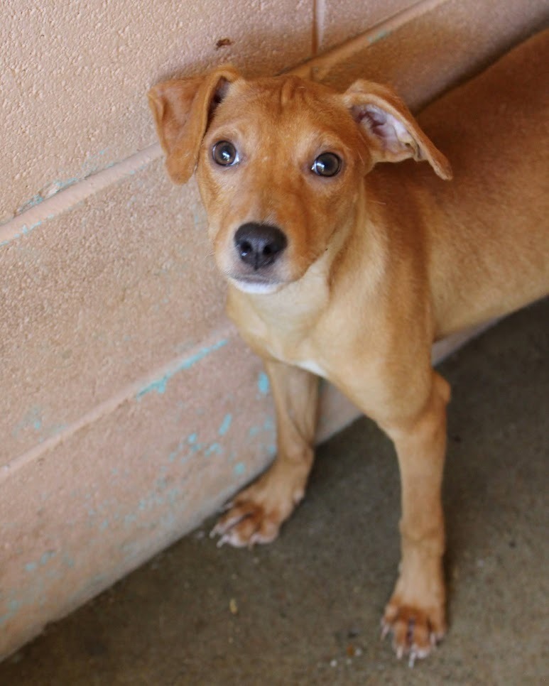 Frazzle, an adoptable Hound in Gautier, MS, 39553 | Photo Image 3