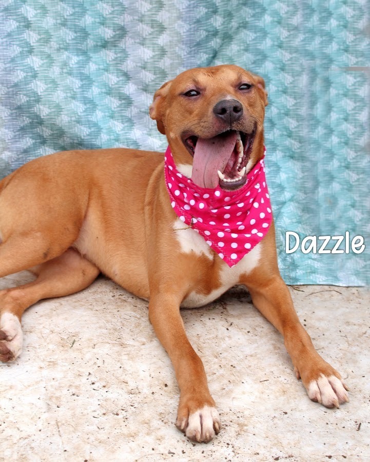 Dazzle, an adoptable Hound in Gautier, MS, 39553 | Photo Image 1