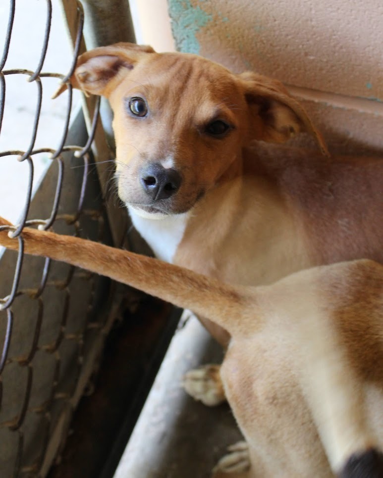 Dazzle, an adoptable Hound in Gautier, MS, 39553 | Photo Image 3