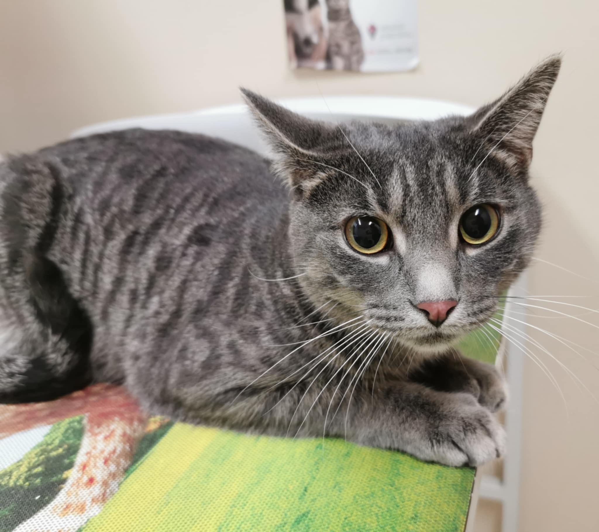 Pax, an adoptable Domestic Short Hair in Steinbach, MB, R5G 2B2 | Photo Image 1