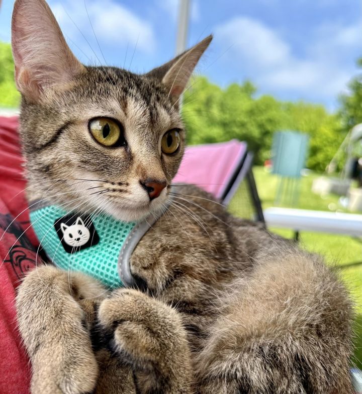 Kf Litter Catelyn (Mom) 2