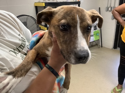 Bailey, an adoptable Dachshund, Whippet in Fort Worth, TX, 76119 | Photo Image 1