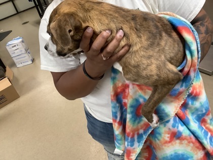 Bailey, an adoptable Dachshund, Whippet in Fort Worth, TX, 76119 | Photo Image 2