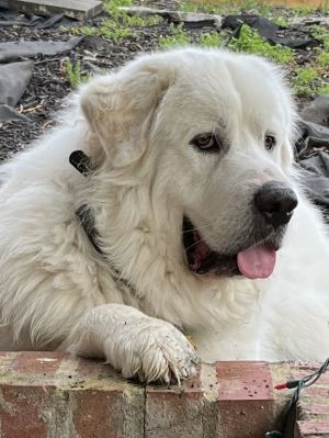 Oso