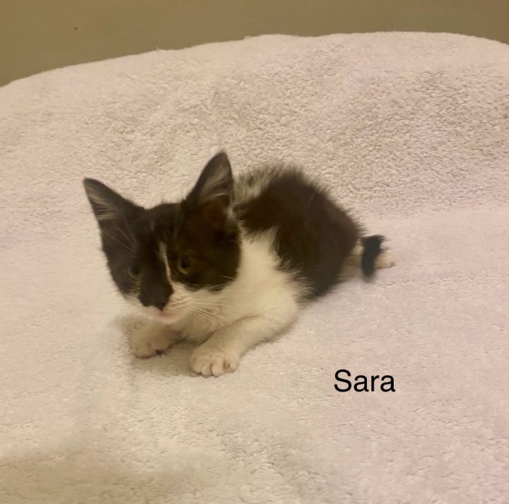 Sarah 2