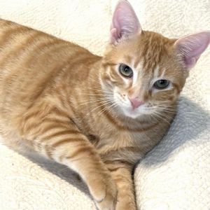 This spunky energetic ginger boy has tons of love to give He can be playful on