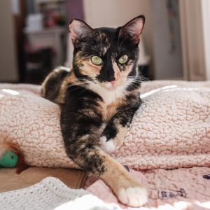 Could it be Yes it is - the famous social media star Blair This stunning Manx