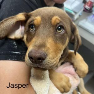 Jasper Coonhound Dog