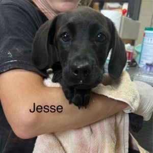 Jesse Coonhound Dog