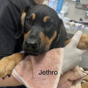 Jethro Coonhound Dog