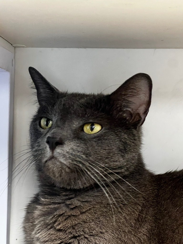 Diego, an adoptable Domestic Short Hair in Duncan, OK, 73533 | Photo Image 1