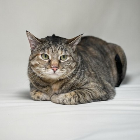 Hammy, an adoptable Domestic Short Hair in Great Falls, MT, 59404 | Photo Image 1