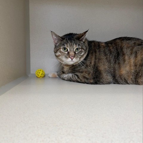 Hammy, an adoptable Domestic Short Hair in Great Falls, MT, 59404 | Photo Image 2