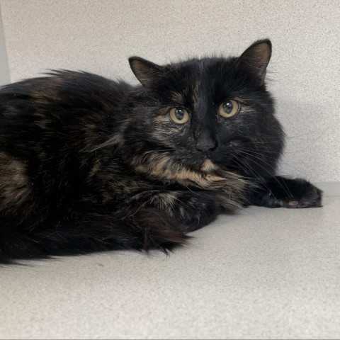 Jellybean, an adoptable Domestic Long Hair in Great Falls, MT, 59404 | Photo Image 1