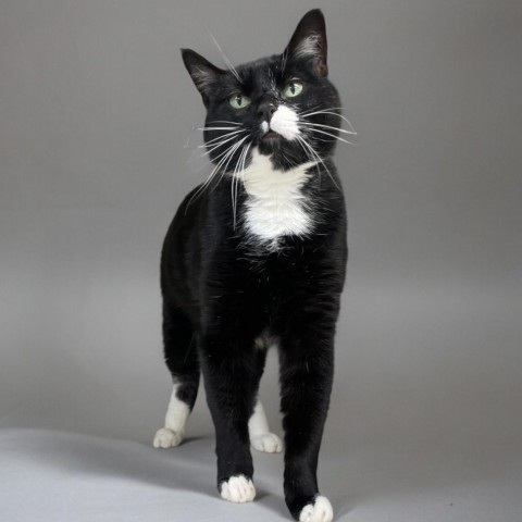 Melvin, an adoptable Domestic Short Hair in Great Falls, MT, 59404 | Photo Image 2