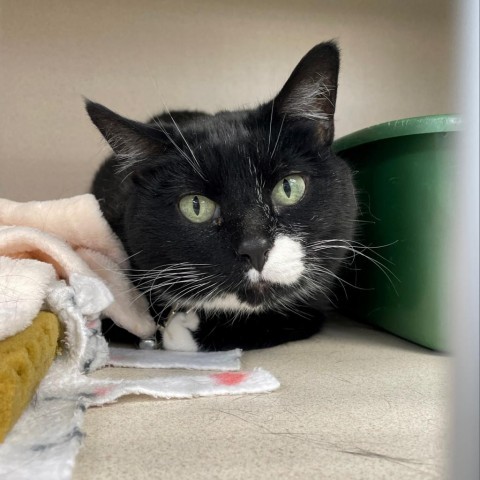 Melvin, an adoptable Domestic Short Hair in Great Falls, MT, 59404 | Photo Image 3