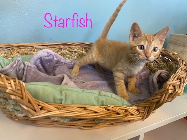 Starfish 1