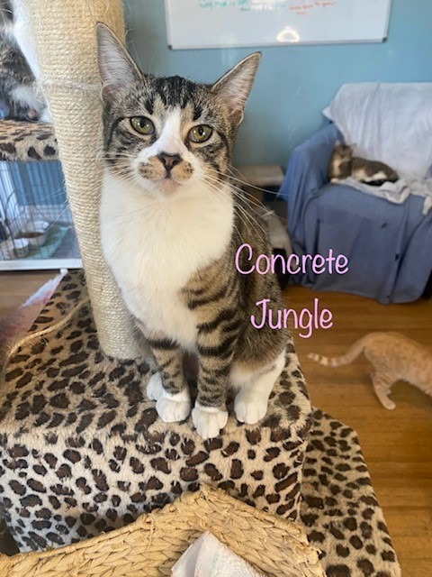 Concrete Jungle 1