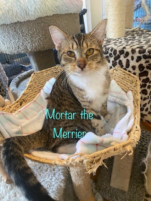 Mortar the Merrier