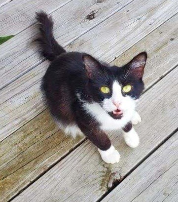 Trip Hazard, an adoptable Domestic Medium Hair in El Dorado, AR, 71730 | Photo Image 1