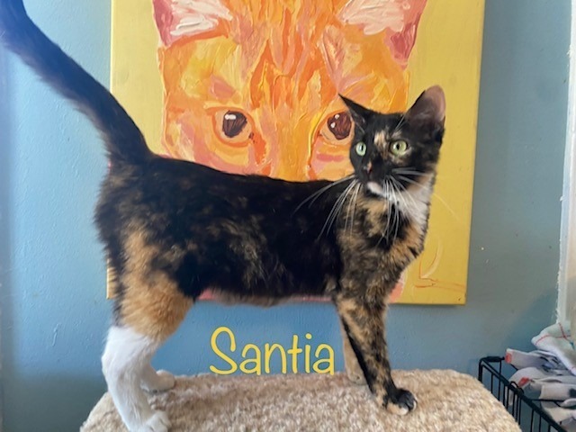 Santia, an adoptable Domestic Short Hair in El Dorado, AR, 71730 | Photo Image 1