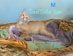 Sand Dollar Sam