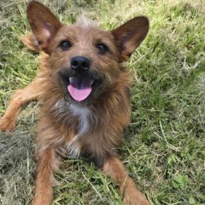 Meet Benji Jack a spirited and lovable 17-pound Terrier who is a year and a half old Transferred t