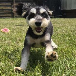 Meet Cannoli a spirited and affectionate 1-year-old Schnauzer with a heart full of love and a zest 