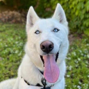 Hey there My name is Pongo and Im at the Santa Maria Campus Im a 2-year-old male Husky whos r