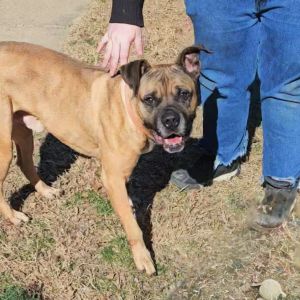 Adopt Kipper a Boxer, Cane Corso | Male Boxer, Cane Corso Adoption in ...