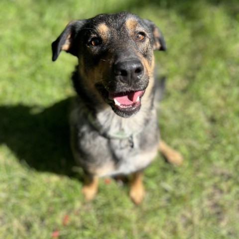 Yahtzee, an adoptable Mixed Breed in Luverne, MN, 56156 | Photo Image 1