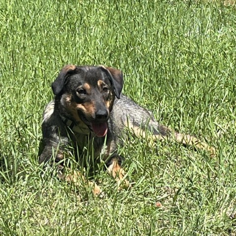 Yahtzee, an adoptable Mixed Breed in Luverne, MN, 56156 | Photo Image 2