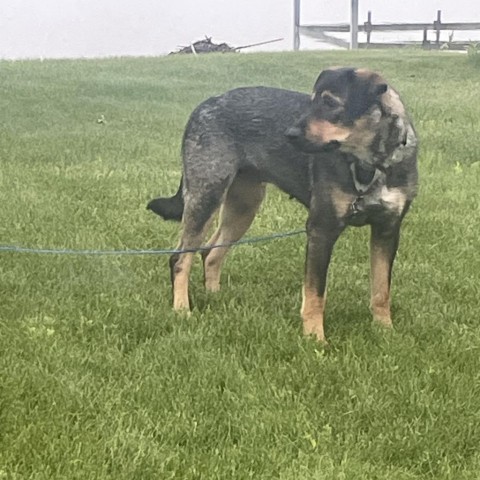 Yahtzee, an adoptable Mixed Breed in Luverne, MN, 56156 | Photo Image 3