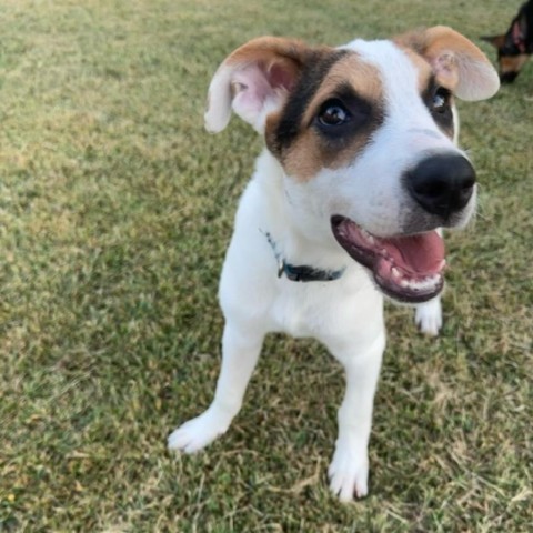 Noodles, an adoptable Shepherd, Australian Cattle Dog / Blue Heeler in Beresford, SD, 57004 | Photo Image 1