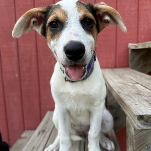 Noodles, an adoptable Shepherd, Australian Cattle Dog / Blue Heeler in Beresford, SD, 57004 | Photo Image 2