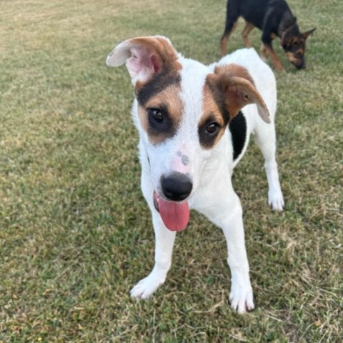 Noodles, an adoptable Shepherd, Australian Cattle Dog / Blue Heeler in Beresford, SD, 57004 | Photo Image 3